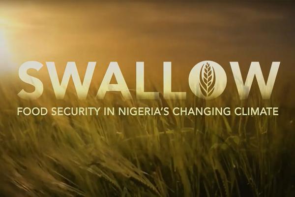 Swallow: Food Security in Nigeria's Changing Climate
